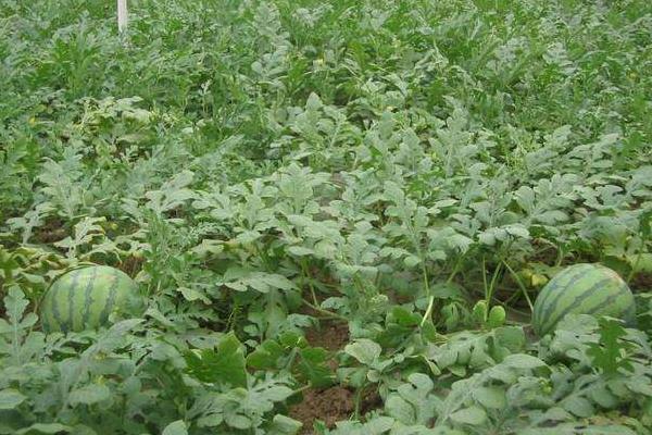 種晚熟西瓜技術(shù)