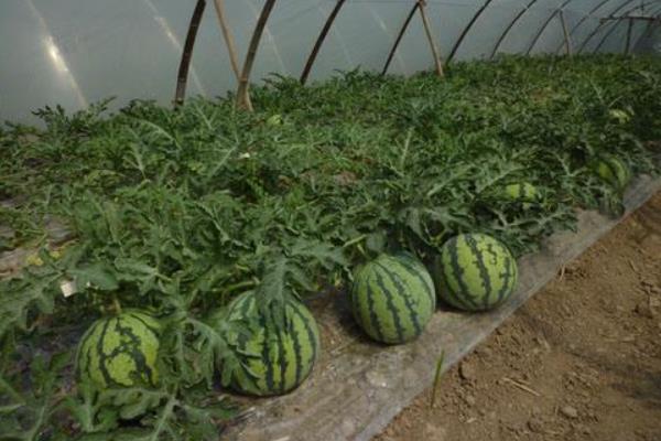 種晚熟西瓜技術(shù)