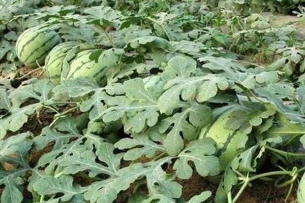 種晚熟西瓜技術(shù)