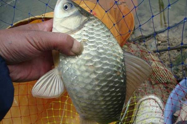 池塘養(yǎng)殖鯽魚的一些技巧