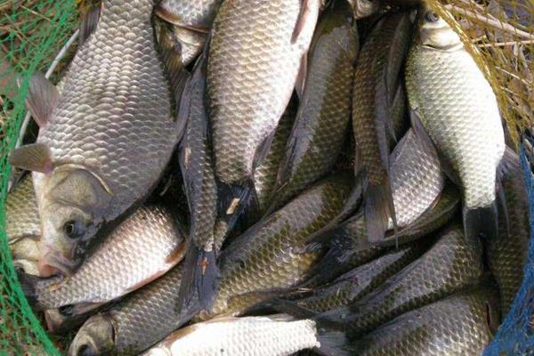 池塘養(yǎng)殖鯽魚的一些技巧