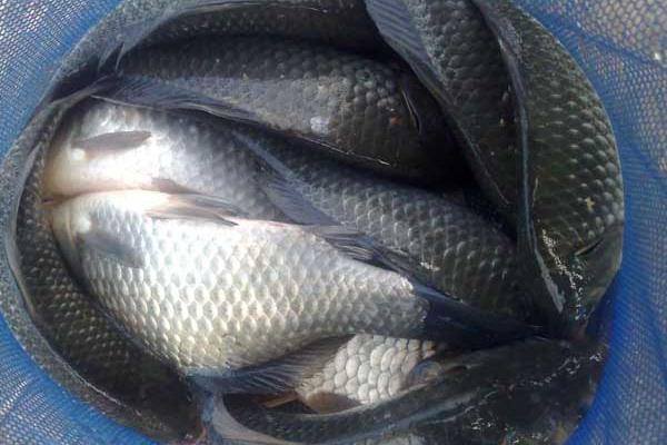 池塘養(yǎng)殖鯽魚的一些技巧