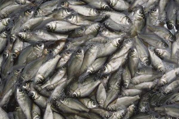 池塘養(yǎng)殖鯽魚的一些技巧