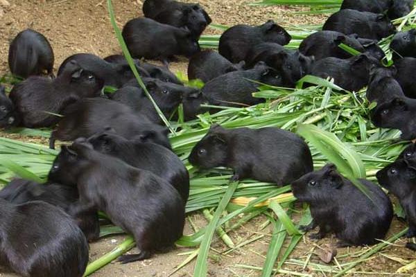 養殖黑豚繁殖的方法