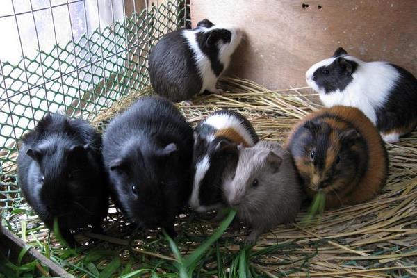 養殖黑豚繁殖的方法