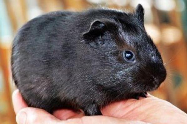 養殖黑豚繁殖的方法