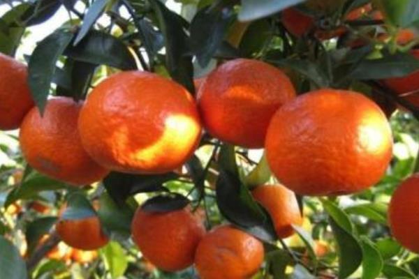 種沙糖桔斷根促根經驗