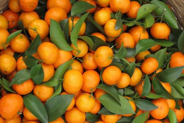 種沙糖桔斷根促根經驗