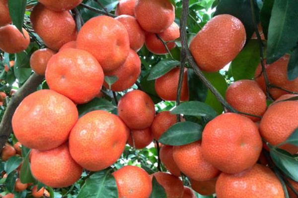 種沙糖桔斷根促根經驗