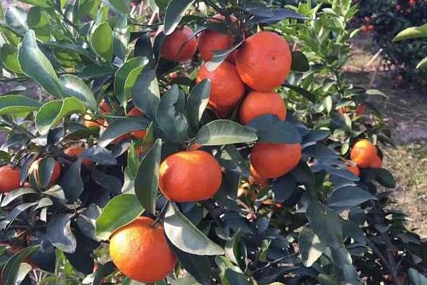 種沙糖桔斷根促根經驗