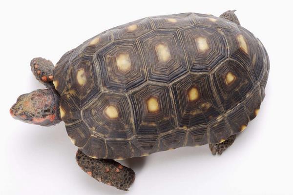 烏龜養(yǎng)殖池塘管理方法