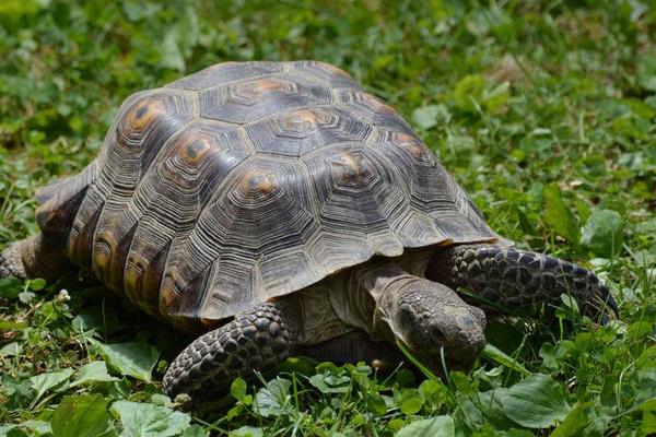 烏龜養(yǎng)殖池塘管理方法