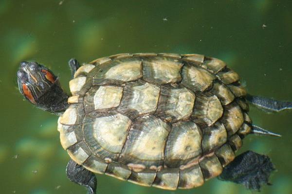 烏龜養(yǎng)殖池塘管理方法