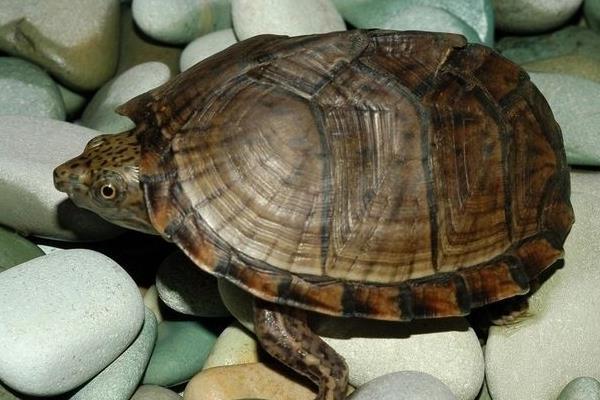 烏龜養(yǎng)殖池塘管理方法