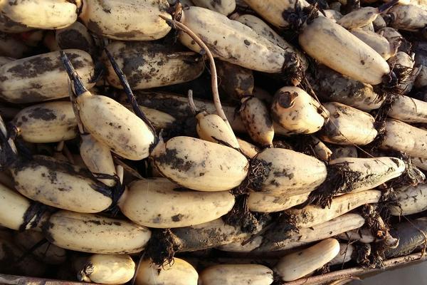 蓮藕價(jià)格多少錢(qián)一斤