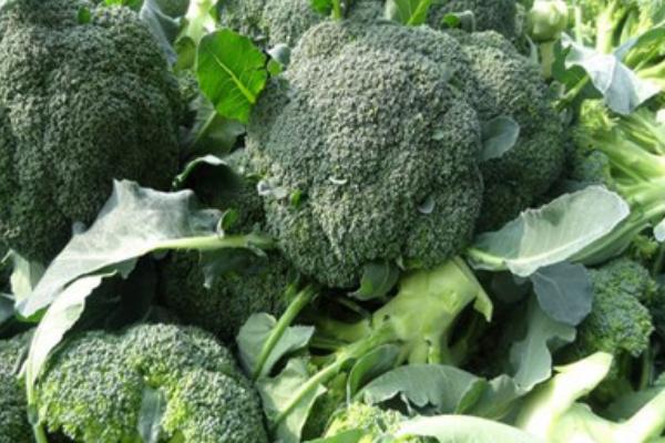 西蘭花是哪個季節的