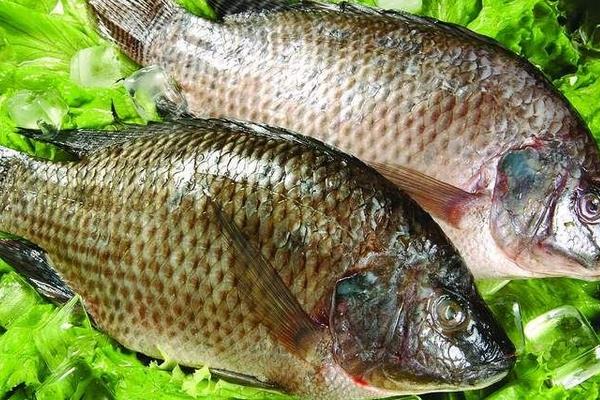 養(yǎng)羅非魚賺錢嗎？