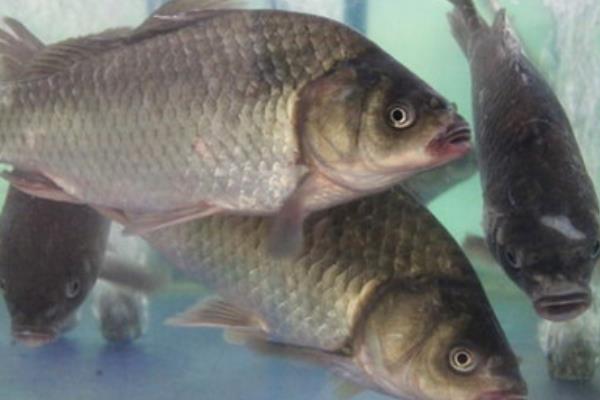 養(yǎng)羅非魚賺錢嗎？