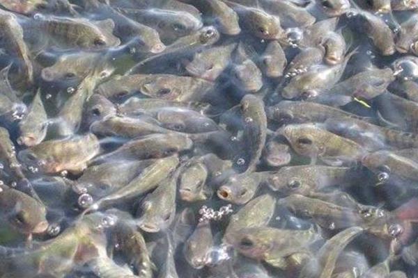 養(yǎng)羅非魚賺錢嗎？