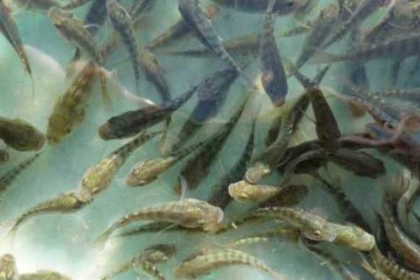 養(yǎng)羅非魚賺錢嗎？