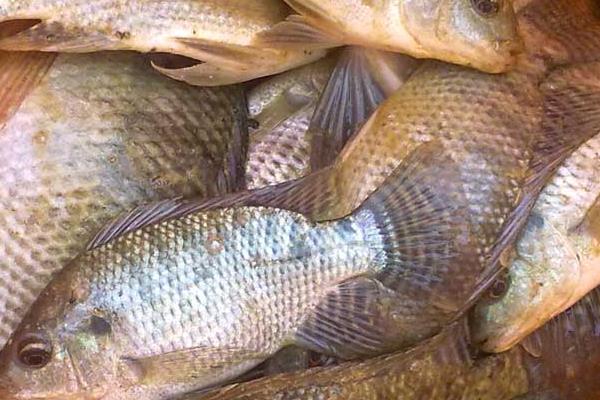 養(yǎng)羅非魚賺錢嗎？