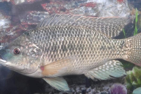 養(yǎng)羅非魚賺錢嗎？