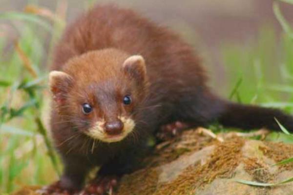 最新水貂養殖技術