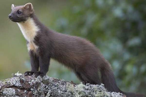 最新水貂養殖技術