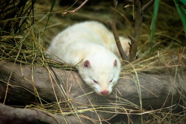 最新水貂養殖技術