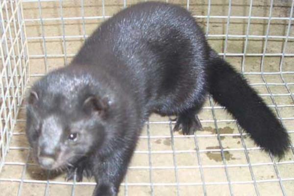 最新水貂養殖技術