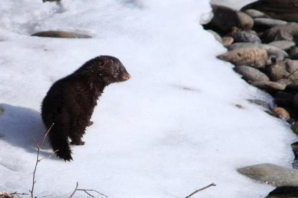 最新水貂養殖技術