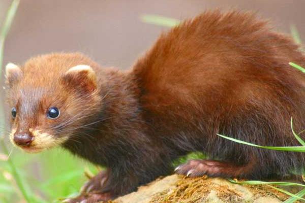 最新水貂養殖技術