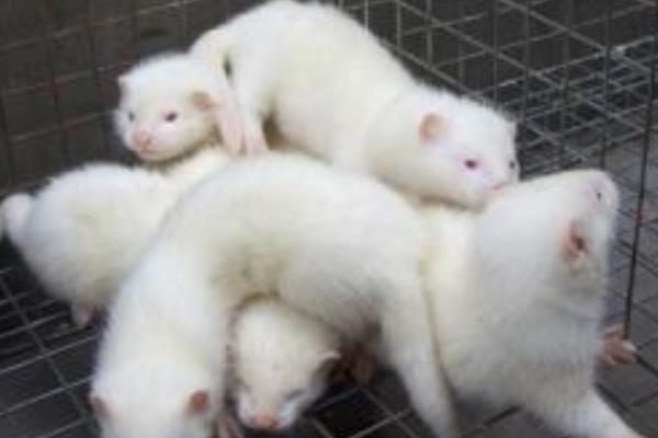 最新水貂養殖技術