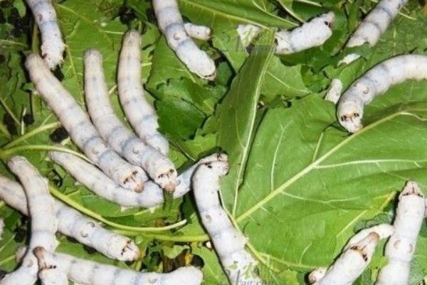 養蠶在夏季和秋季的注意事項