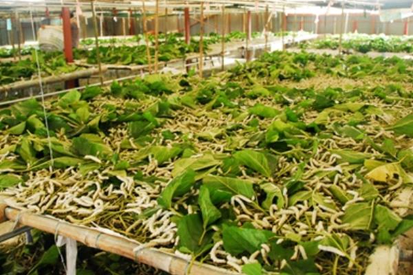 養蠶在夏季和秋季的注意事項