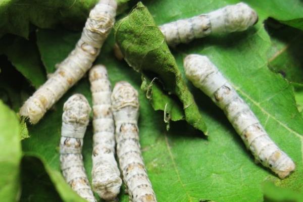 養蠶在夏季和秋季的注意事項