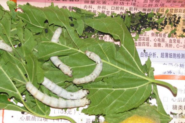 養蠶在夏季和秋季的注意事項