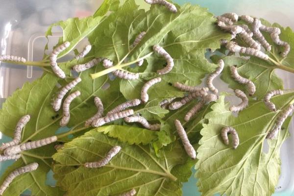 養蠶在夏季和秋季的注意事項