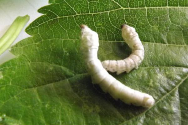 養蠶在夏季和秋季的注意事項