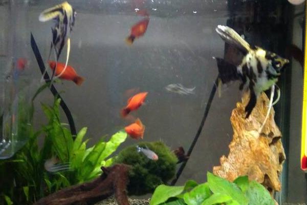 養魚的水出問題了怎么處理？