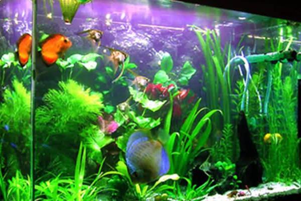 養魚的水出問題了怎么處理？