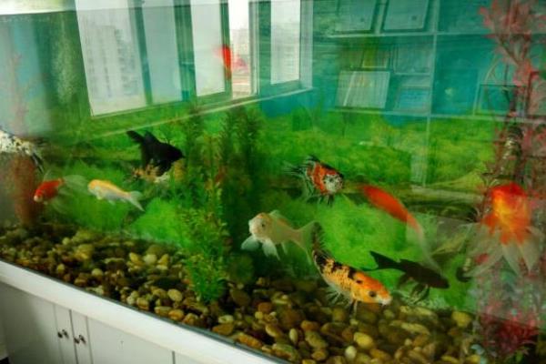 養魚的水出問題了怎么處理？