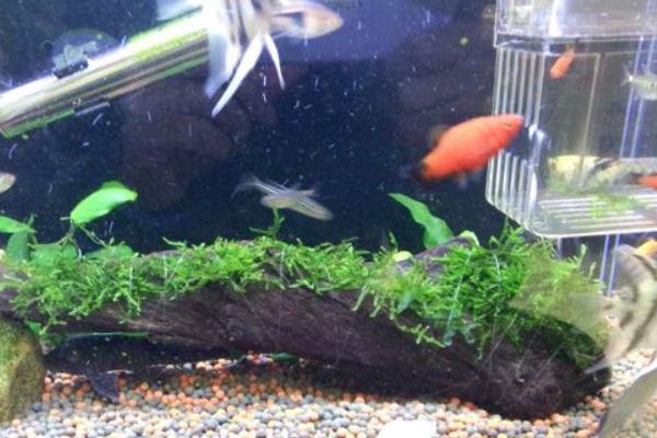 養魚的水出問題了怎么處理？