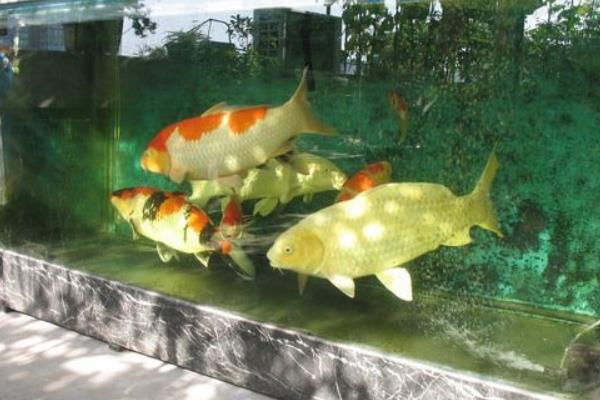 養魚的水出問題了怎么處理？