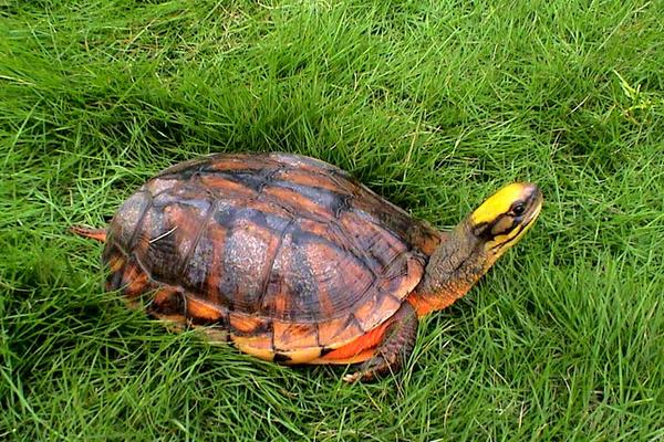 金錢龜的龜池建設及養(yǎng)殖