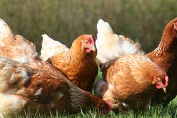 2018農(nóng)村適合養(yǎng)殖什么