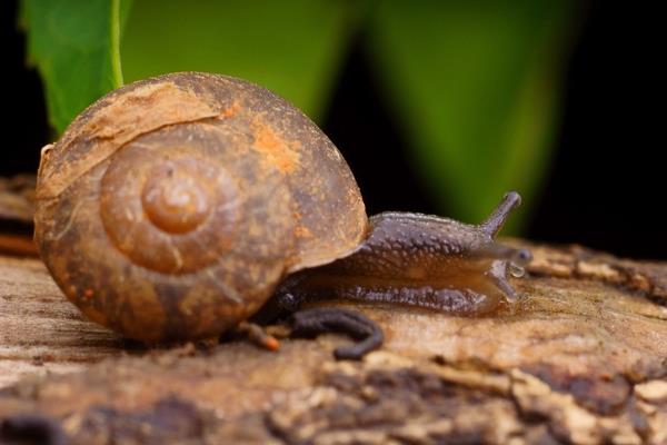 非洲大蝸牛養殖