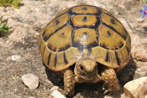 烏龜養殖過程中需要注意哪些問題