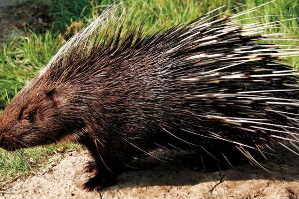 養(yǎng)殖豪豬養(yǎng)殖舍的建設(shè)要點(diǎn)