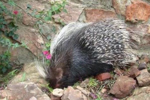 養(yǎng)殖豪豬養(yǎng)殖舍的建設(shè)要點(diǎn)